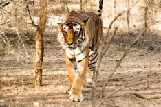 What Happened to the Priest Killed by a Tiger Inside Ranthambore Fort?