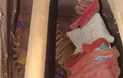 क्या रांची के पास घर में घुस आया बाघ? बाहर हजारों की भीड़, 12 घंटे से रेस्क्यू जारी