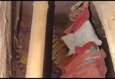 Why Is a Tiger Taking Shelter Inside a Home in Ranchi?