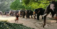 What’s New in Guruvayur? Rejuvenation Therapy for 22 Elephants Kicks Off!