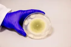 Can a Toxic Fungus Become a Powerful Anti-Cancer Agent?