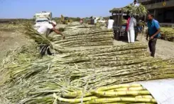 Will the Revenues of Sugar Mills in India Rise by 8% in FY26?