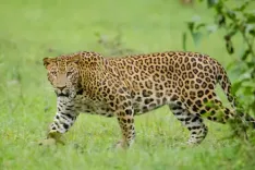 What Happened to the Six-Year-Old Girl Taken by a Leopard in TN's Valparai?