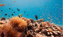 How is Tanzania Enhancing Biodiversity and the Blue Economy?