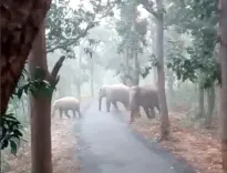 Terrified TN villagers send SOS to forest dept as elephant herd comes close