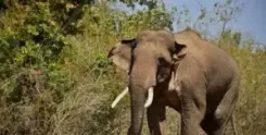 How Did a Wild Elephant Claim Three Lives in Odisha?