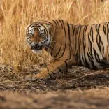 What Happened When a Tiger Attacked a Crowd in Ranthambore?