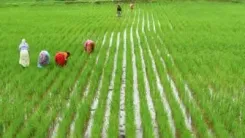 Will TN Farmers Celebrate as 'Mother Cauvery' Arrives to Boost Kuruvai Paddy Cultivation?