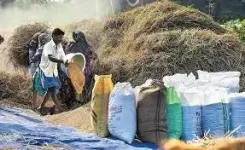 What is the New MSP for Paddy Set by TN Govt?