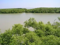 Did the TN government really restore 2,057 hectares of mangroves in Muthupet?