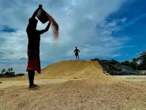Is Tamil Nadu About to Set a New Record in Paddy Procurement?