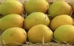How Are Dindigul Mango Farmers Coping with Price Plummets?