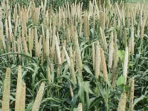 Has the Total Area Sown Under Kharif Crop Surpassed 262.15 Lakh Hectares?