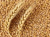 Total area sown under Rabi crops surges past 493.6 lakh hectares