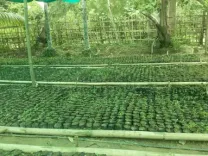 Tripura has begun experimental soilless hydroponic farming: Minister 