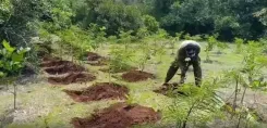 Will Uttar Pradesh's Thematic Forests Launch on July 18 Transform the State's Green Cover?