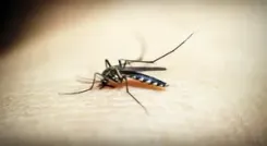 How Can Urgent Action and Solidarity Combat Malaria in the Asia-Pacific?