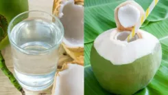 क्या विश्व नारियल दिवस पर नारियल पानी के लाभों के बारे में जानना चाहिए?