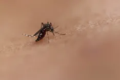 Has WHO Unveiled New Guidelines for Managing Dengue, Chikungunya, Zika & Yellow Fever?