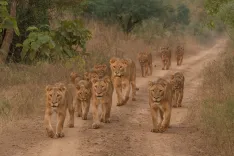 Will World Lion Day 2025 Be Celebrated in Gujarat Sanctuary Tomorrow?