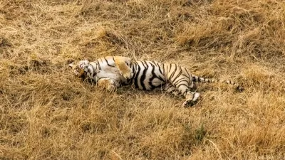 Tigress Discovered Deceased in Kanha Tiger Reserve, Marking the Second Case in Two Weeks