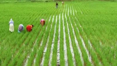 Will TN Farmers Celebrate as 'Mother Cauvery' Arrives to Boost Kuruvai Paddy Cultivation?