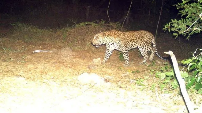 Tamil Nadu Government Implements Surveillance Systems in Mettur, Salem to Track Leopards