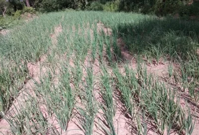 Has the total area sown under kharif crops surpassed 708 lakh hectares?