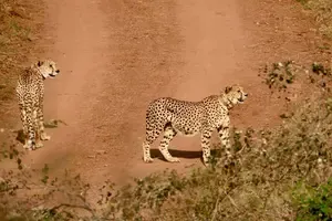 Two Cheetahs Named Pavak and Prabhas to Be Released in MP's Gandhisagar Sanctuary Tomorrow