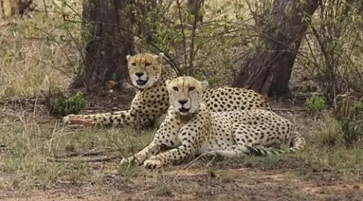 Two Cheetahs to be Relocated from Kuno to Gandhi Sagar Sanctuary on April 20: Chief Minister of Madhya Pradesh
