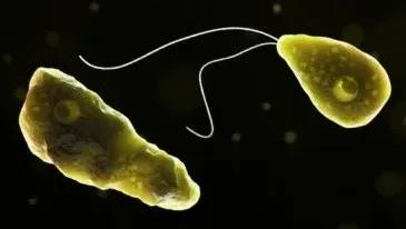 Have Two More Lives Been Lost to Amoebic Meningoencephalitis in Kerala, Including an Infant?