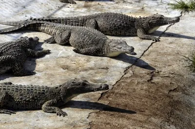 Vadodara to Relocate 150 Crocodiles for Vishwamitri River Enhancement