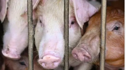 How is Vietnam Tackling African Swine Fever Outbreaks?